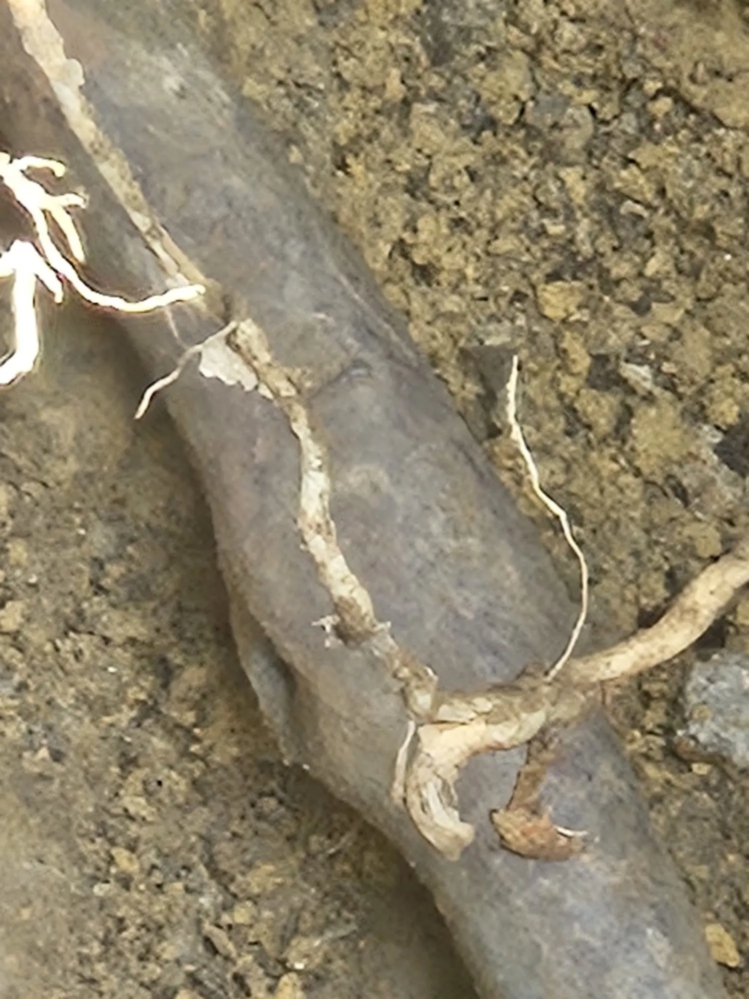 Close-up of damaged lead supply pipe during Kingston mains water leak repair